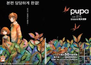 퓨파(pupa)